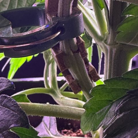 Dark Devil Auto growlog timeline photo