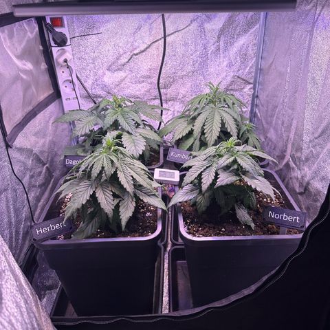Dark Devil Auto growlog timeline photo