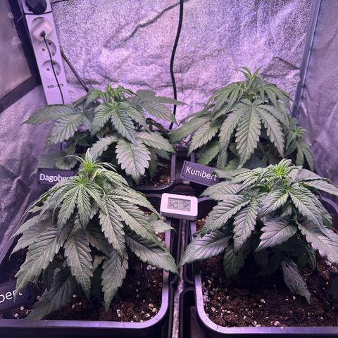 Dark Devil Auto growlog timeline photo