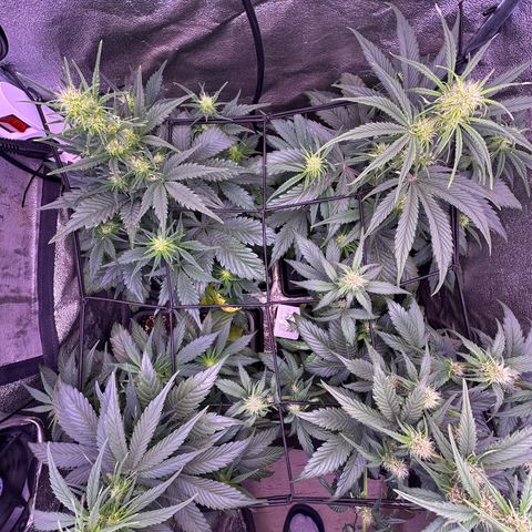Dark Devil Auto growlog timeline photo
