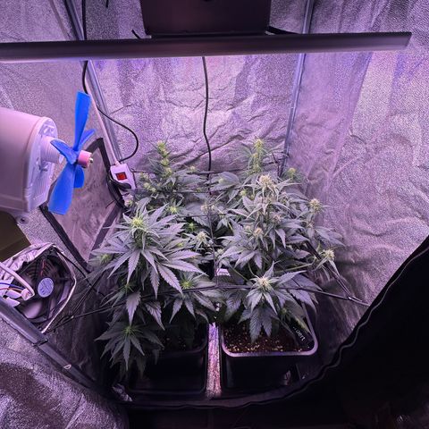 Dark Devil Auto growlog timeline photo