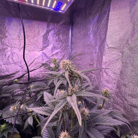 Dark Devil Auto growlog timeline photo