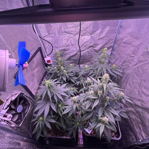 Dark Devil Auto growlog photo: Put the net away and some Fine LST