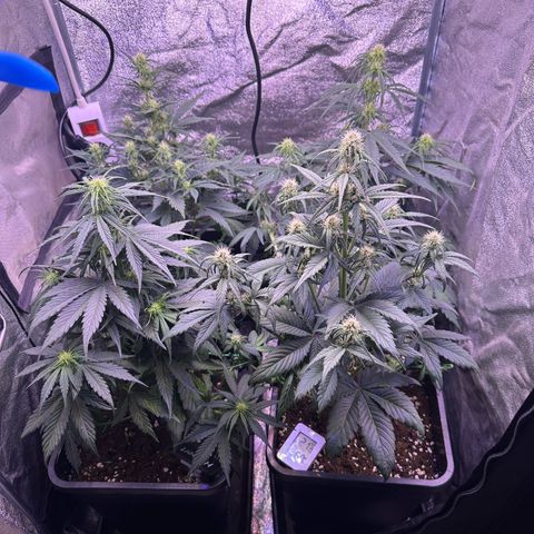 Dark Devil Auto growlog photo: Put the net away and some Fine LST