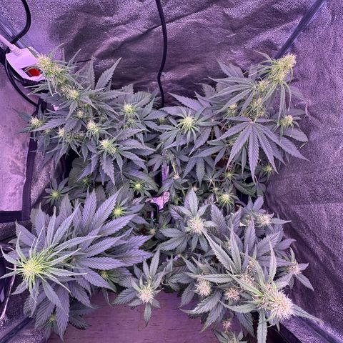 Dark Devil Auto growlog photo: Put the net away and some Fine LST