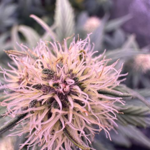 Dark Devil Auto growlog timeline photo
