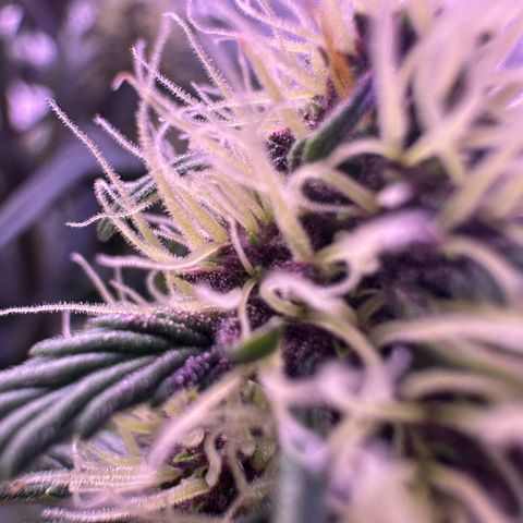 Dark Devil Auto growlog timeline photo