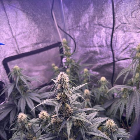 Dark Devil Auto growlog timeline photo