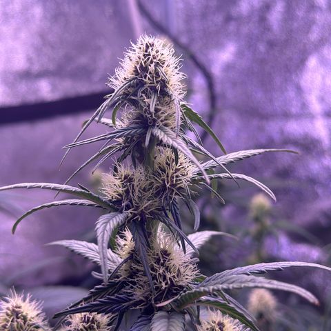 Dark Devil Auto growlog timeline photo