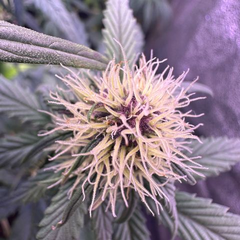 Dark Devil Auto growlog timeline photo