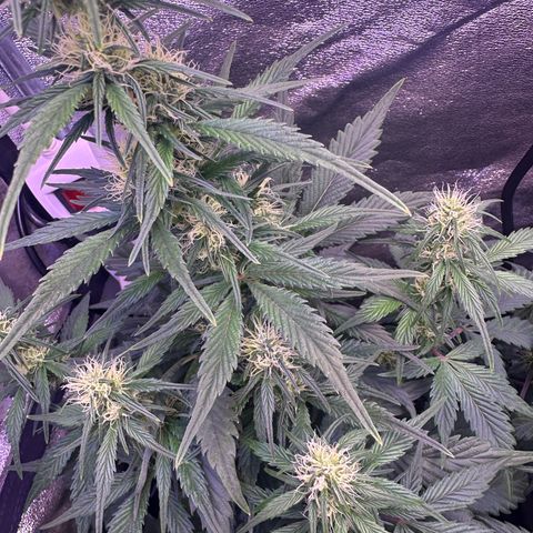Dark Devil Auto growlog timeline photo