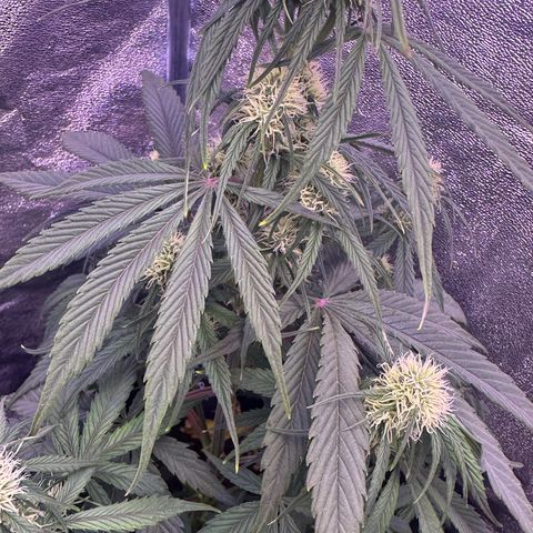 Dark Devil Auto growlog timeline photo