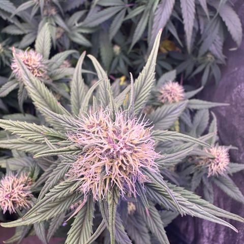 Dark Devil Auto growlog timeline photo