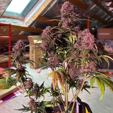 Dark Devil Auto growlog timeline photo
