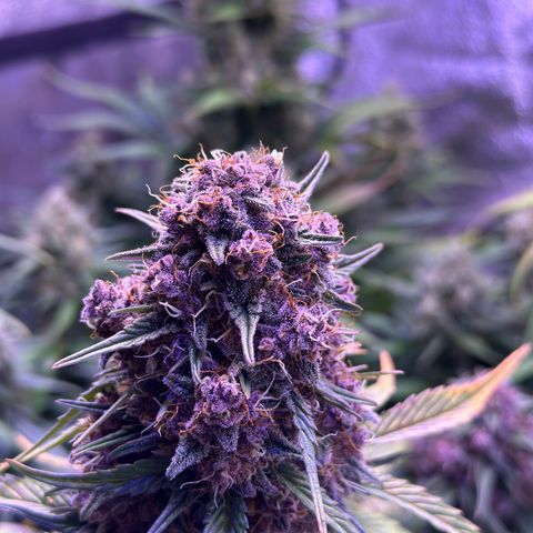 Dark Devil Auto growlog timeline photo