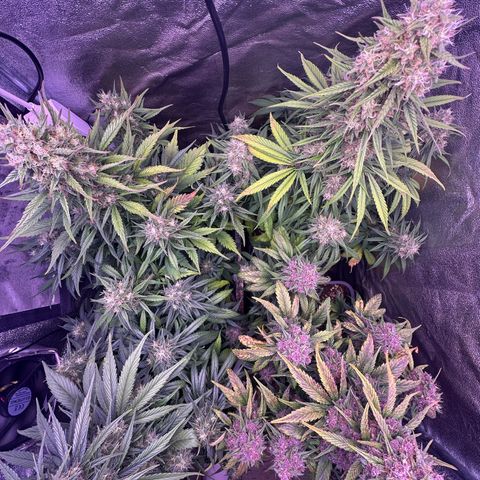 Dark Devil Auto growlog timeline photo