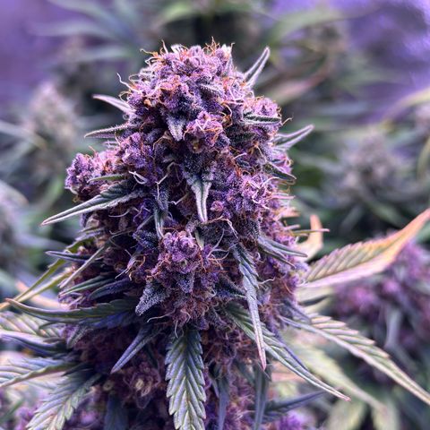 Dark Devil Auto growlog timeline photo