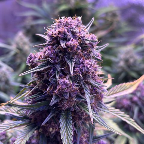 Dark Devil Auto growlog timeline photo