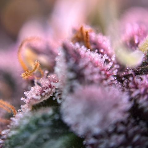 Dark Devil Auto growlog timeline photo