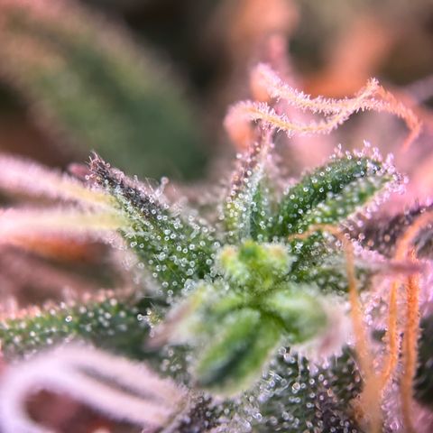 Dark Devil Auto growlog timeline photo