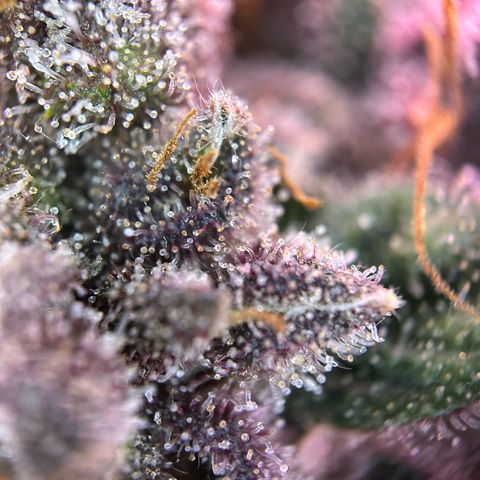 Dark Devil Auto growlog timeline photo