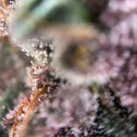Dark Devil Auto growlog timeline photo