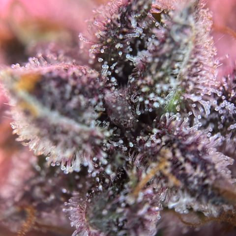 Dark Devil Auto growlog timeline photo