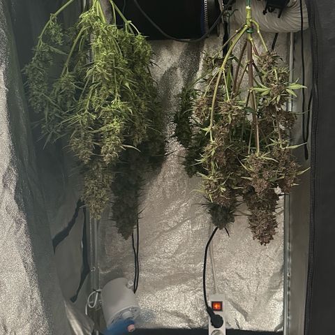 Dark Devil Auto growlog timeline photo