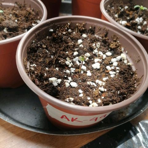 Berry growlog photo: Seedling indoor by Juan