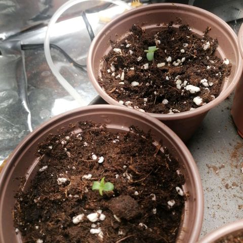 Berry growlog photo: Seedling indoor by Juan