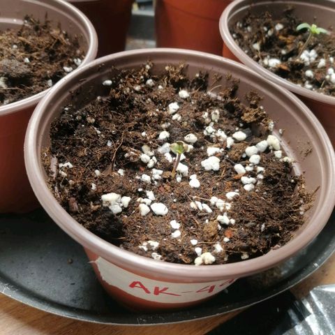 Berry growlog photo: Seedling indoor by Juan