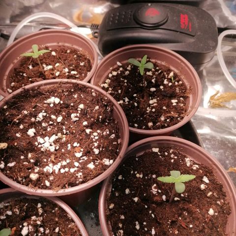 Jane growlog timeline photo