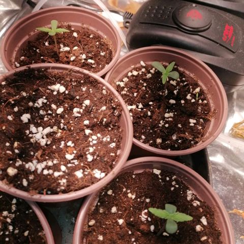 Jane growlog timeline photo