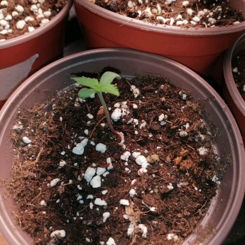 Jane growlog timeline photo