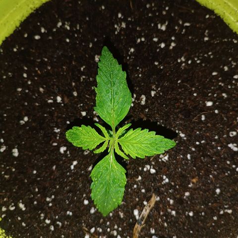 Jane growlog timeline photo