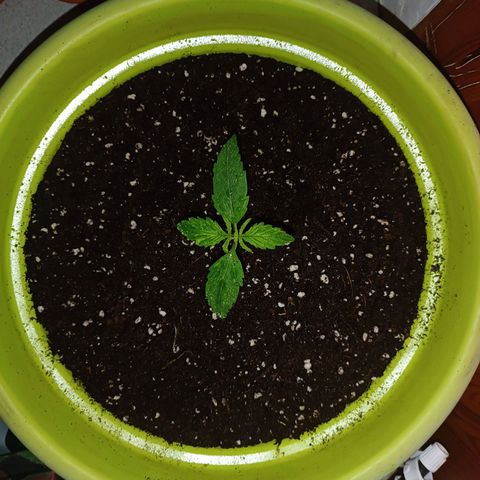 Jane growlog timeline photo