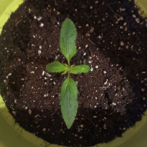 Jane growlog timeline photo