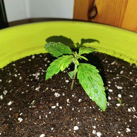 Jane growlog timeline photo