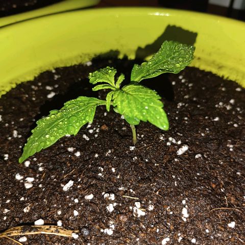 Jane growlog timeline photo