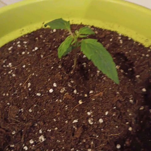 Jane growlog timeline photo