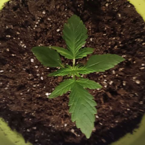 Mary growlog timeline photo