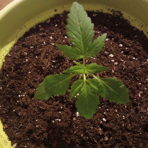 Jane growlog timeline photo