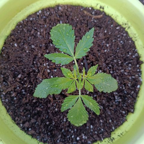 Jane growlog timeline photo