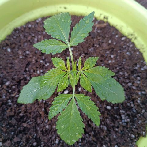Jane growlog timeline photo