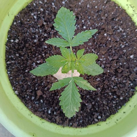 Mary growlog timeline photo