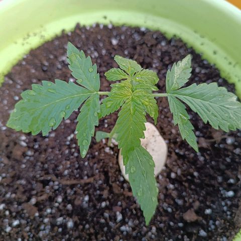 Mary growlog timeline photo
