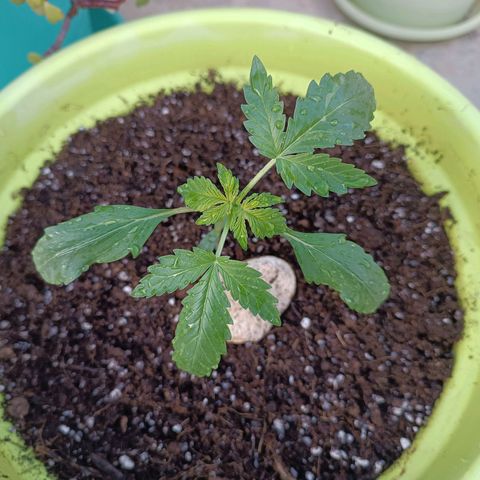 Berry growlog timeline photo