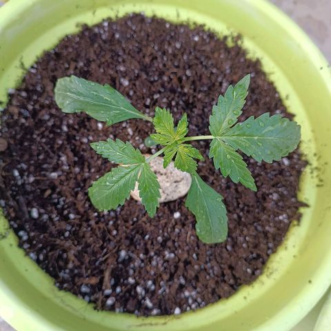 Berry growlog timeline photo