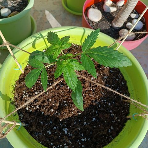Berry growlog photo: No training 