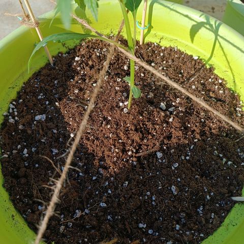 Berry growlog photo: No training 